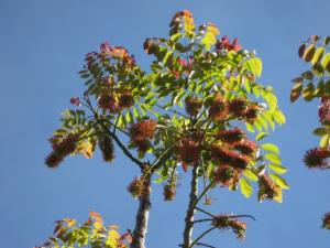 36 in box Acrocarpus f. 2-22-12 001 640x480.jpg